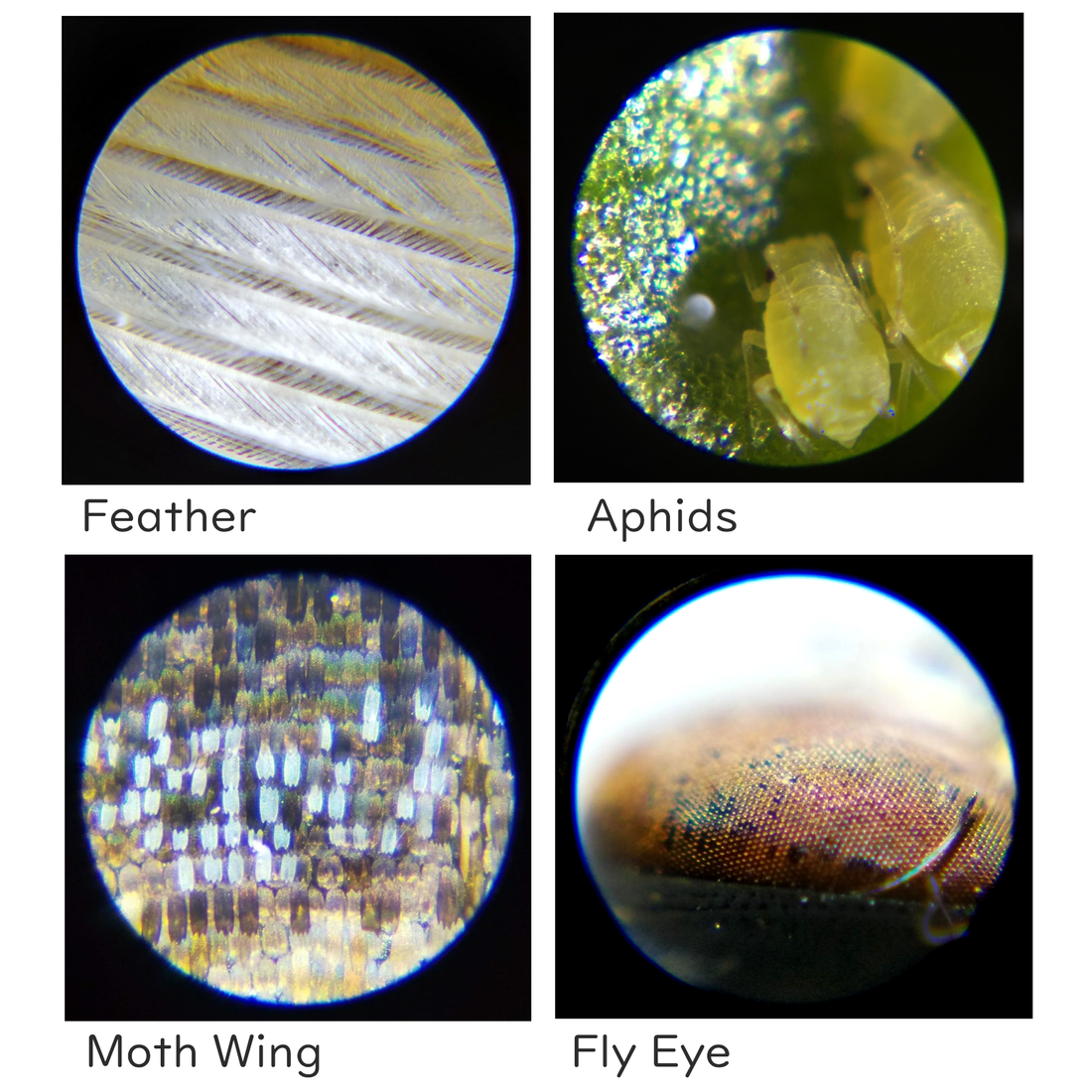 Carson MicroBrite™ Pro 60x-120x LED Lighted Zoom Pocket Microscope wit ...